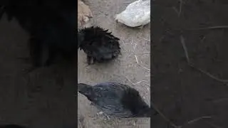 #mudadepena #garniz&eacute; #modelado #aves #bantam #galinhas