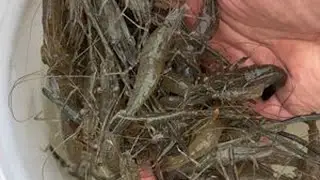 钓河虾三大忌：忌打窝，忌钓浮，忌盲目下杆，学会后你也一定会有好收获的#河虾钩 #钓河虾 #钓河虾的技巧和方法