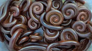 Cathing Giant Millipedes, Hunting Giant Millipedes, Catching Rare Forest Creatures