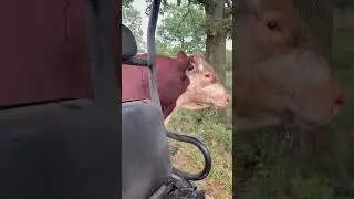 Когда не можешь убежать от Руфуса, будь особенно милым #rufusthebull