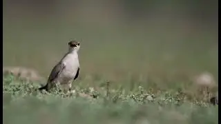 Small Pratincole, Glareola lactea