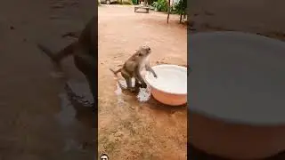 #funny #monkey #cute #animals #pets #animal #eating #3danimition #3dnimation