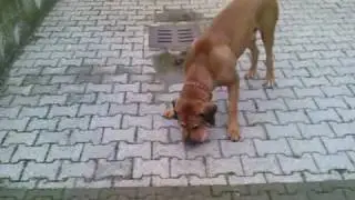 RUNNING EGG 1 NUOVO GIOCO PER CANI