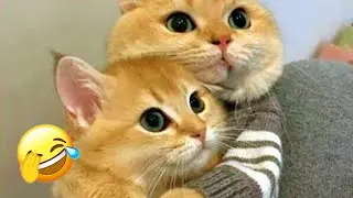 🚨 Warning: These Cat & Dog Videos Are Too Funny to Handle! ⭐ #funnydog #cat #funnyanimals #funnycats