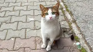 I bond with a homeless street cat with a pink nose and a cute face