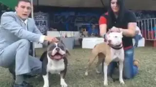 American Bully vs real Pitbull (APBT) - Real difference