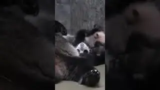 В Московском зоопарке показали, как панда Диндин укладывает спать Катюшу