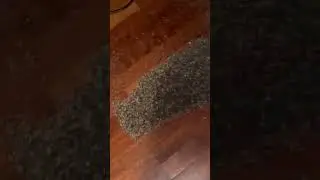 BIGGEST TERMITE SWARM EVER!