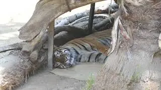 Sumatran Tiger CJ sleeping at LA Zoo Los Angeles California USA June 10, 2025 Animals Conservation