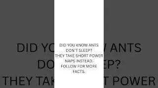 Did you know ants don&rsquo;t sleep? #shorts #facts #didyouknow #amazingfacts #learning