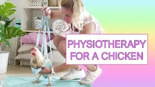 Physiotherapy for Mandy the Chicken