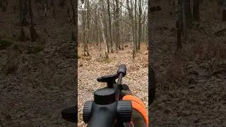 TIR D'UN SANGLIER EN FORET ! #chasse #battue #sanglier