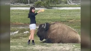 Woman approaches bison for selfie in Yellowstone despite warnings