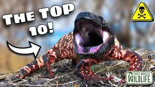 The WORST Bites In The US: RANKED!