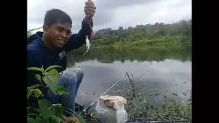 Maancing fishing ikan nila