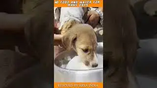 Stray Pup Found with maggot Wounds #shorts #puppy