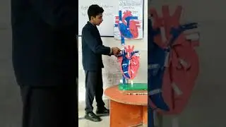 heart structure #creative #creativity #practically #activity #learn #perform #models #nims