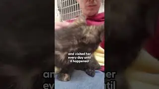 Guy Runs Across Highway To Rescue A Tiny Kitten | The Dodo