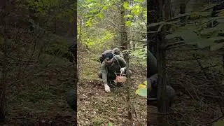 Zbieranie h&uacute;b. mushrooms picking