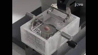 Preparing tissue slices, culturing organotypic tissues, and recording luciferase in clock genes
