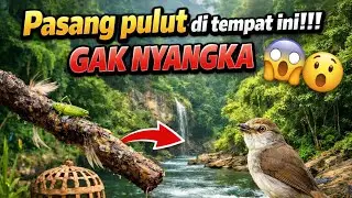 Pasang pulut di tempat ini!!! Gak nyangka 😱#trending #viral #kontenalam#petualangalam#jelajahalam