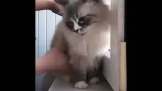 Does Your Cat do this too??😂😍