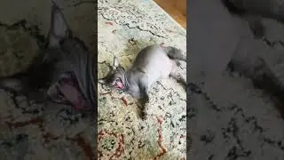 #youtubeshorts #shorts #funny #love #animals #amazing #cat #beautiful #смешноевидео