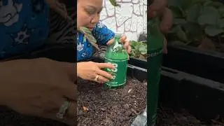 Upcyled bottles used for protecting plants and acts like mini green houses! ♻️ #gardening #shorts
