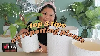 TOP 5 TIPS on Repotting your Houseplants this Spring: WHAT supplies you need, WHEN & HOW to Repot