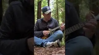 playing mandolin in a gigantic redwood forest