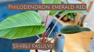 Philodendron Red Emerald, Sihirli Fasulye