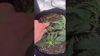 Low Stress Training Is Easy. Should I Make A Tutorial?