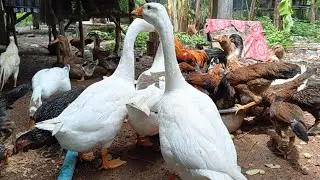 Raising chickens and duck and geese in the field style and characteristics: by family