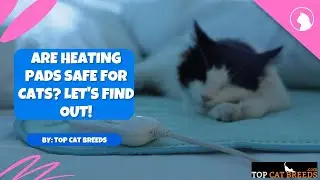 Are Heating Pads Safe For Cats? Lets Find Out! | Top Cat Breeds