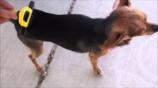 But Does It Work?: FurBuddy De-Shedding Tool by PetAgree Review