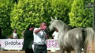 N.35 AL-AMIR R.G. - Spanish Nationals 2023 - Colts 2 Years Old (Class 5)