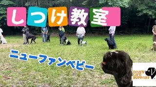 梅雨入り前のしつけ教室とニューファンドランドパピー