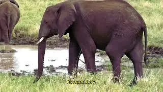 Shocking Elephant Strength & Secret Wildlife Facts Revealed!