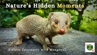 A Close Encounter with Mongoose | Nature's Hidden Moments | #nature #mongoose #cuteanimals 