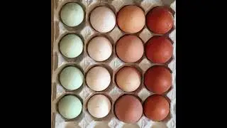 2022 World Egg Day