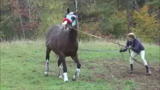 Global Equine Perspective Study T.B. 4 yr T.B. Colt