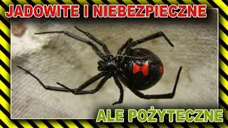 PAJĄKI -  Krzyżak, Tarantula, Topik, Czarna Wdowa i inne niebezpieczne pająki  // 10 MINUT NA TEMAT