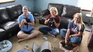 How to be a Foster for Wild Blue Cats!