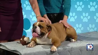 Humane Society of Broward seeks permanent home for Rasputia, promotes Walk for the Animals event