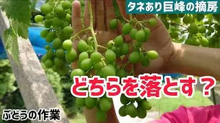 「ぶどうの作業」タネあり巨峰の摘房作業。どちらを落とす？