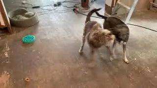 Springer and Cooper Squabble while Jackson Watches