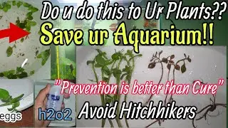 How to Sterilize New Aquarium plants??Do this to ur plants before u plant in Aquarium!H2o2 bath