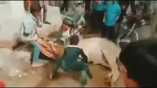 Bacha Qasai | Funny Qasai Meme | Bakra Eid Meme | Cow Lovers #short #shorts
