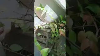 Berburu pakis liar
