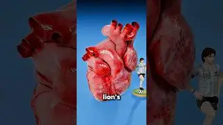 From Mouse Heartbeats to Godzilla&rsquo;s Power &ndash; Heart Pumping Comparison #shorts